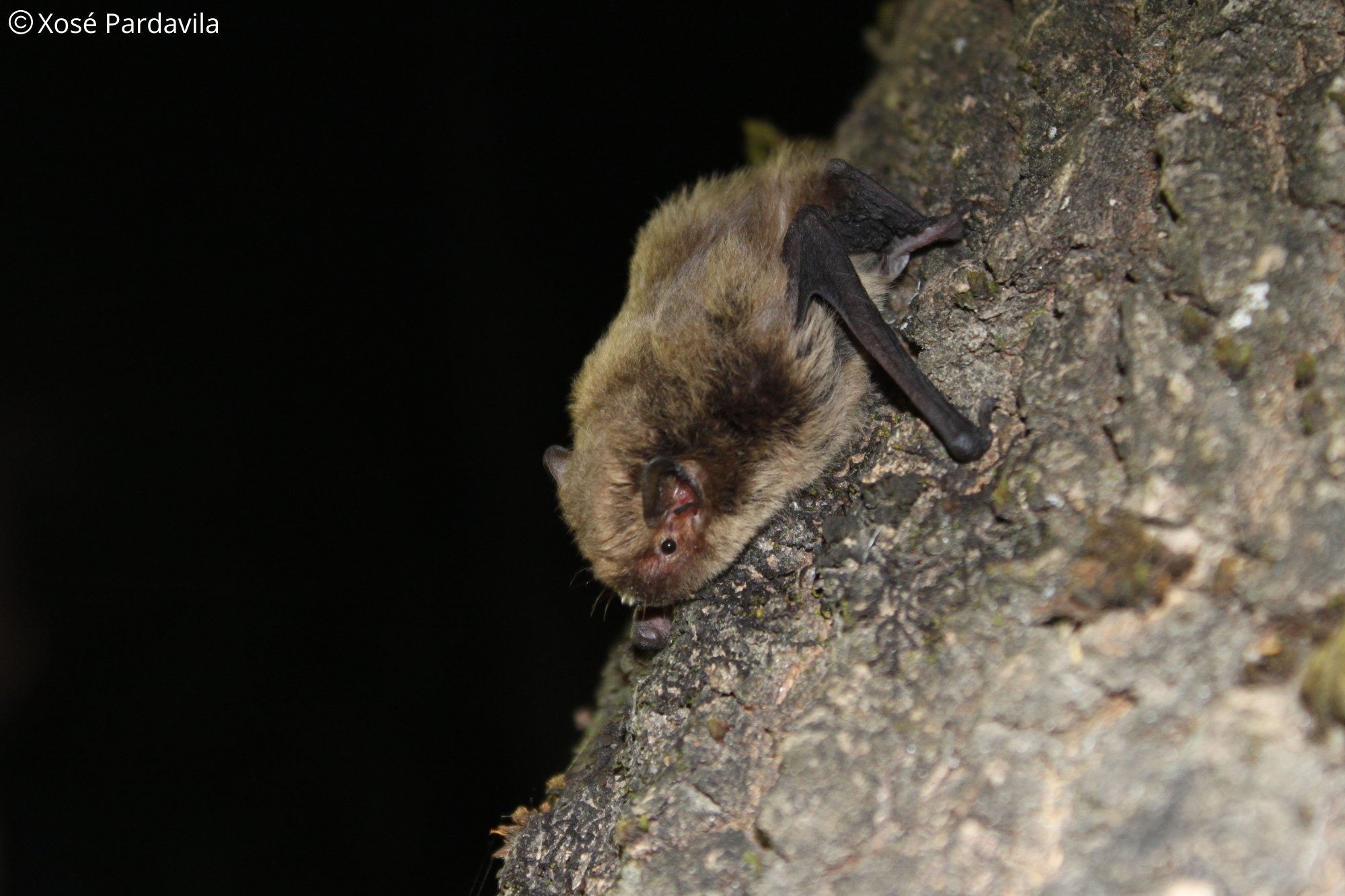 Pipistrellus pygmaeus