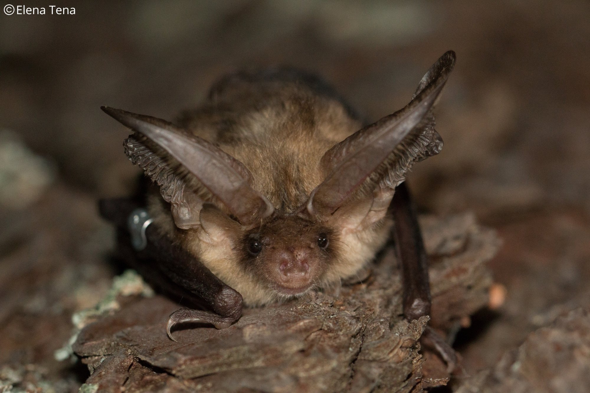 Plecotus auritus