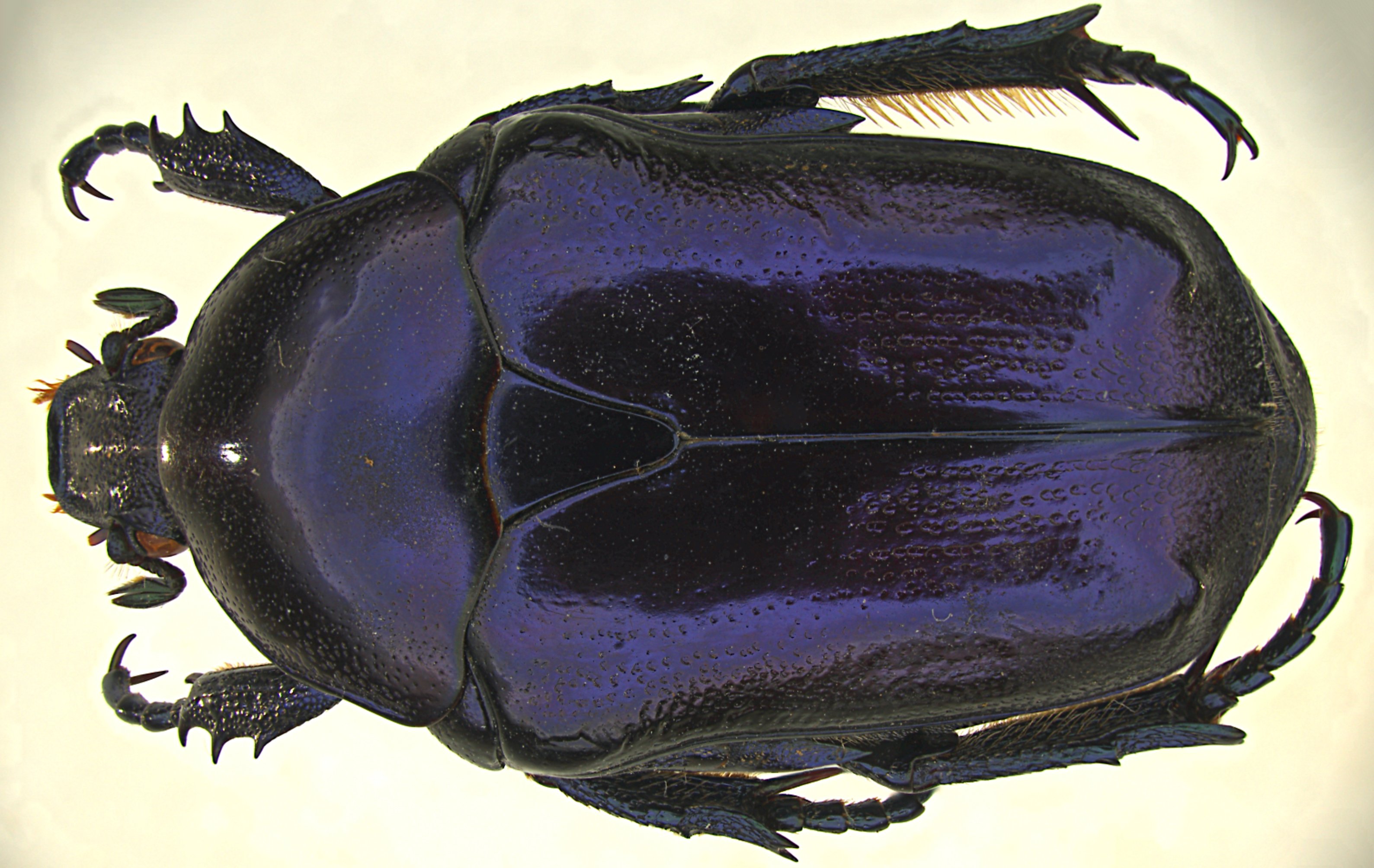 Protaetia mirifica