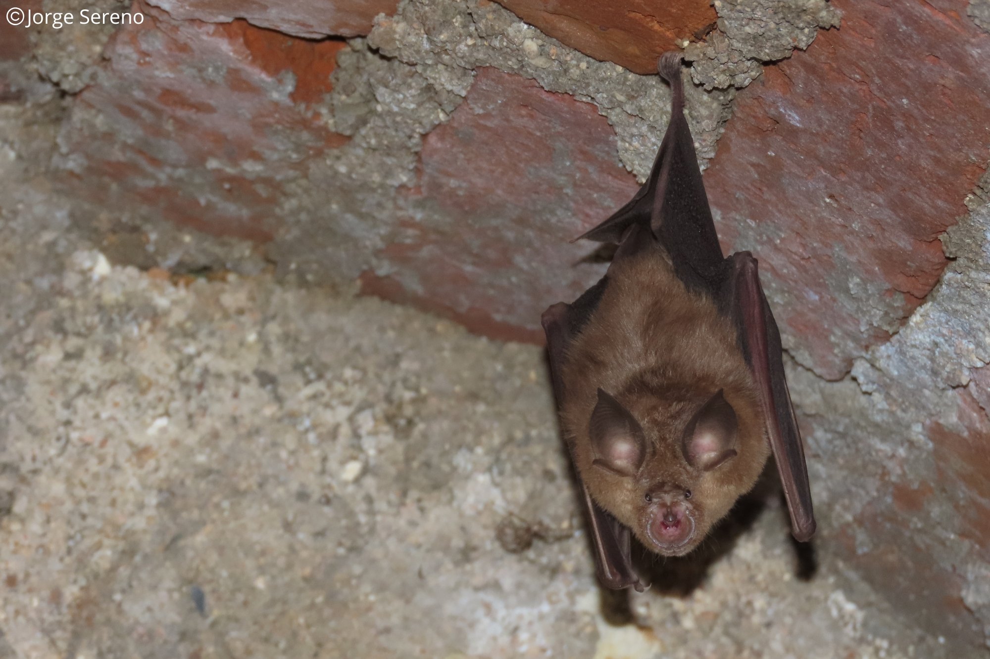 Rhinolophus ferrumequinum