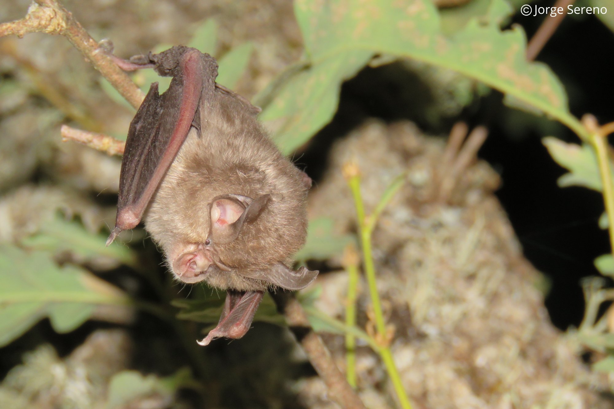 Rhinolophus hipposideros