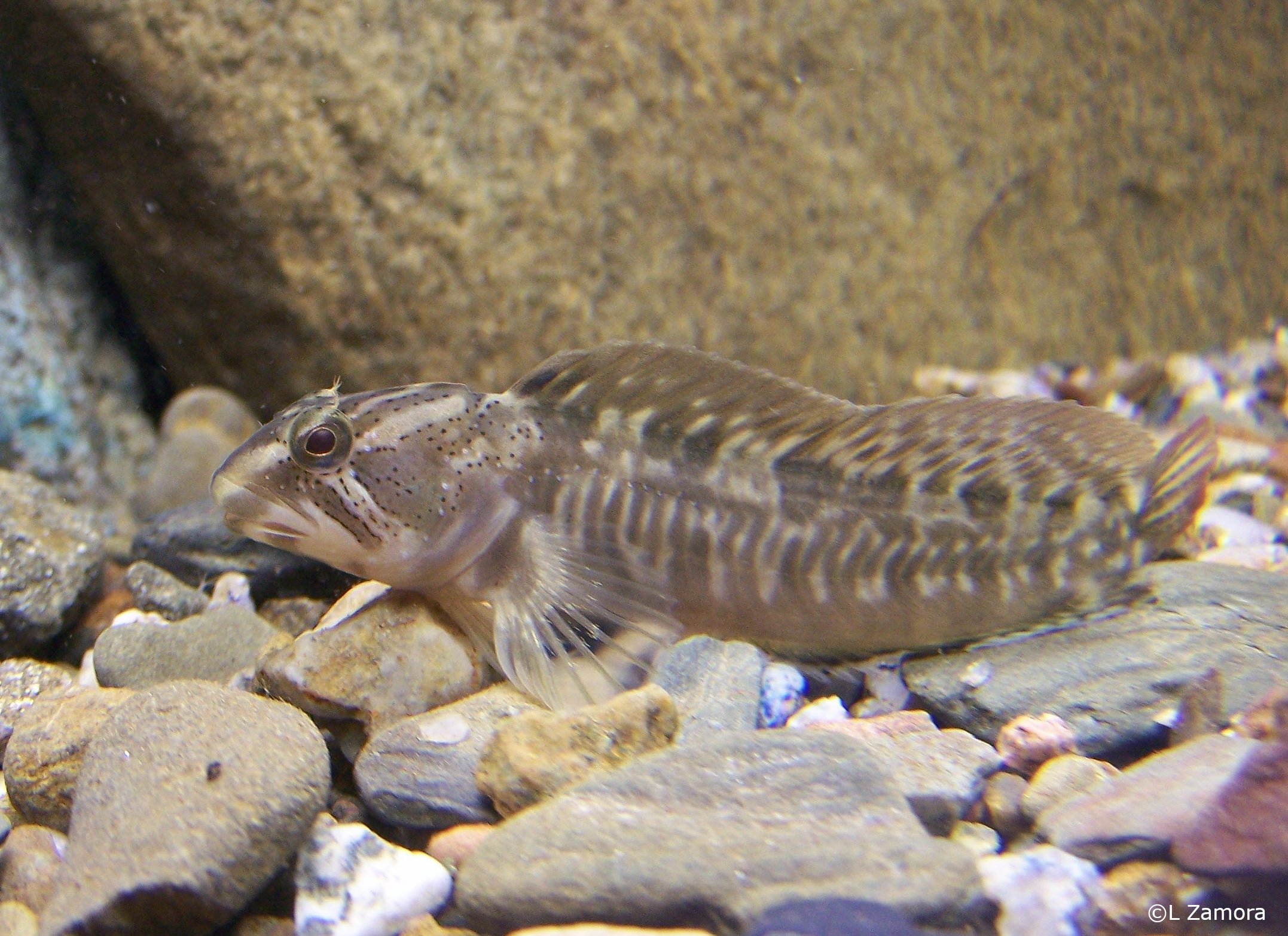 Salariopsis fluviatilis