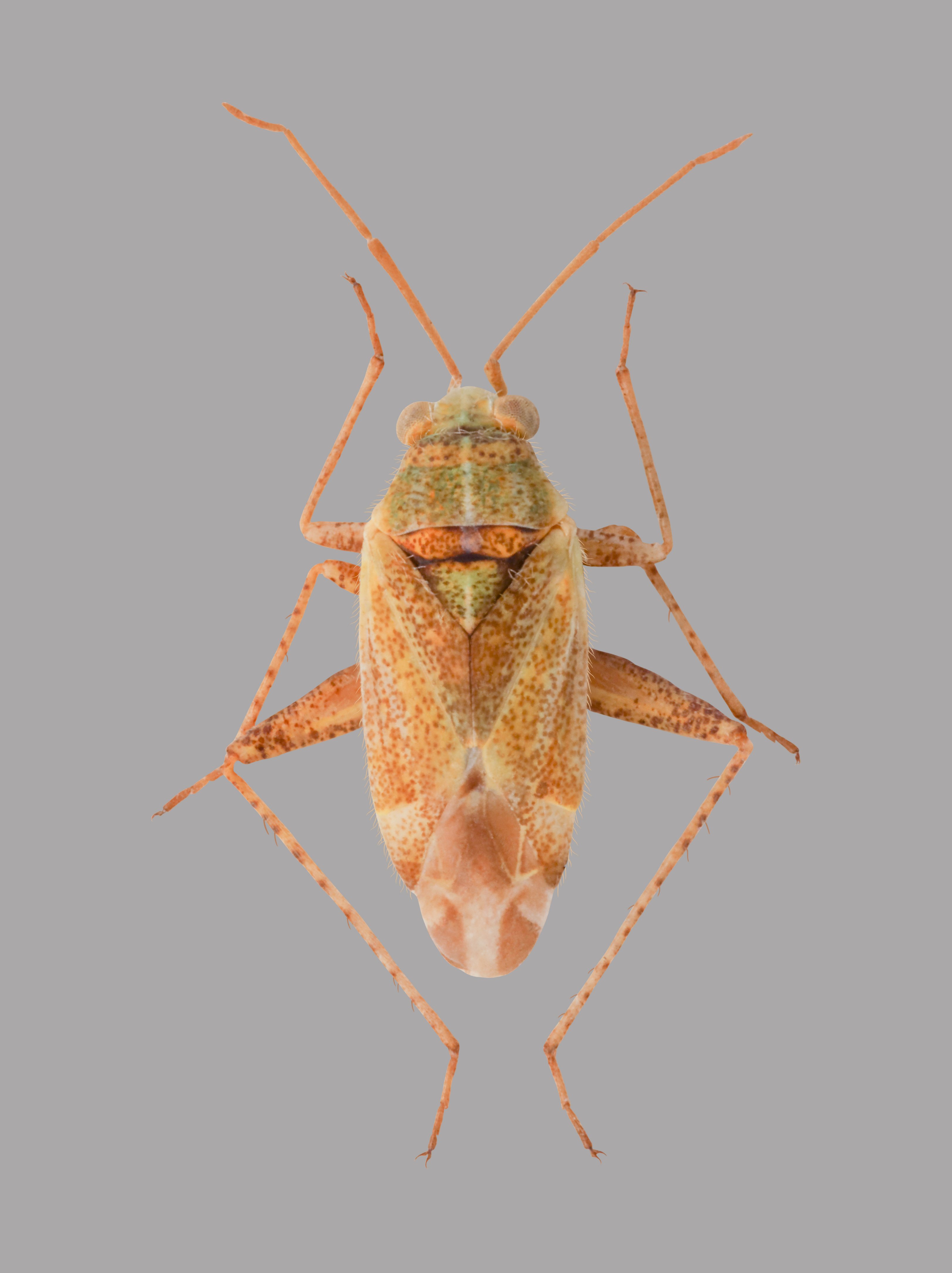 Solenoxyphus lepidus