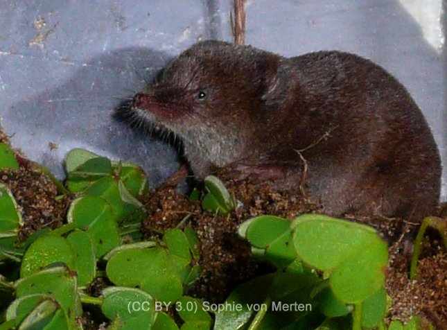 Sorex granarius