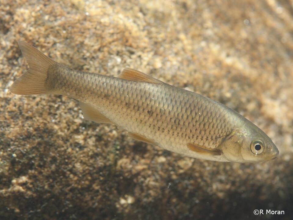 Squalius pyrenaicus