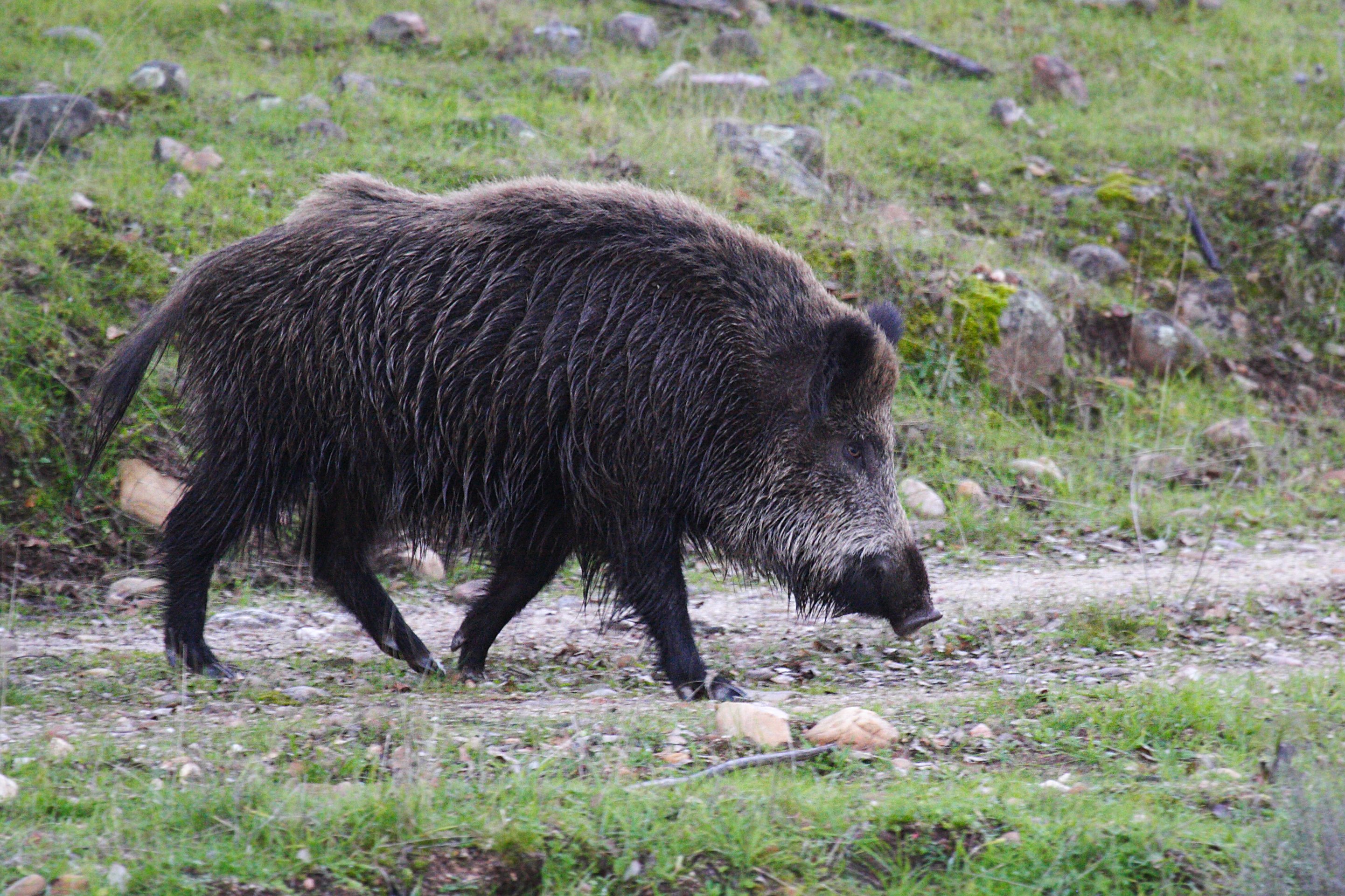 Sus scrofa