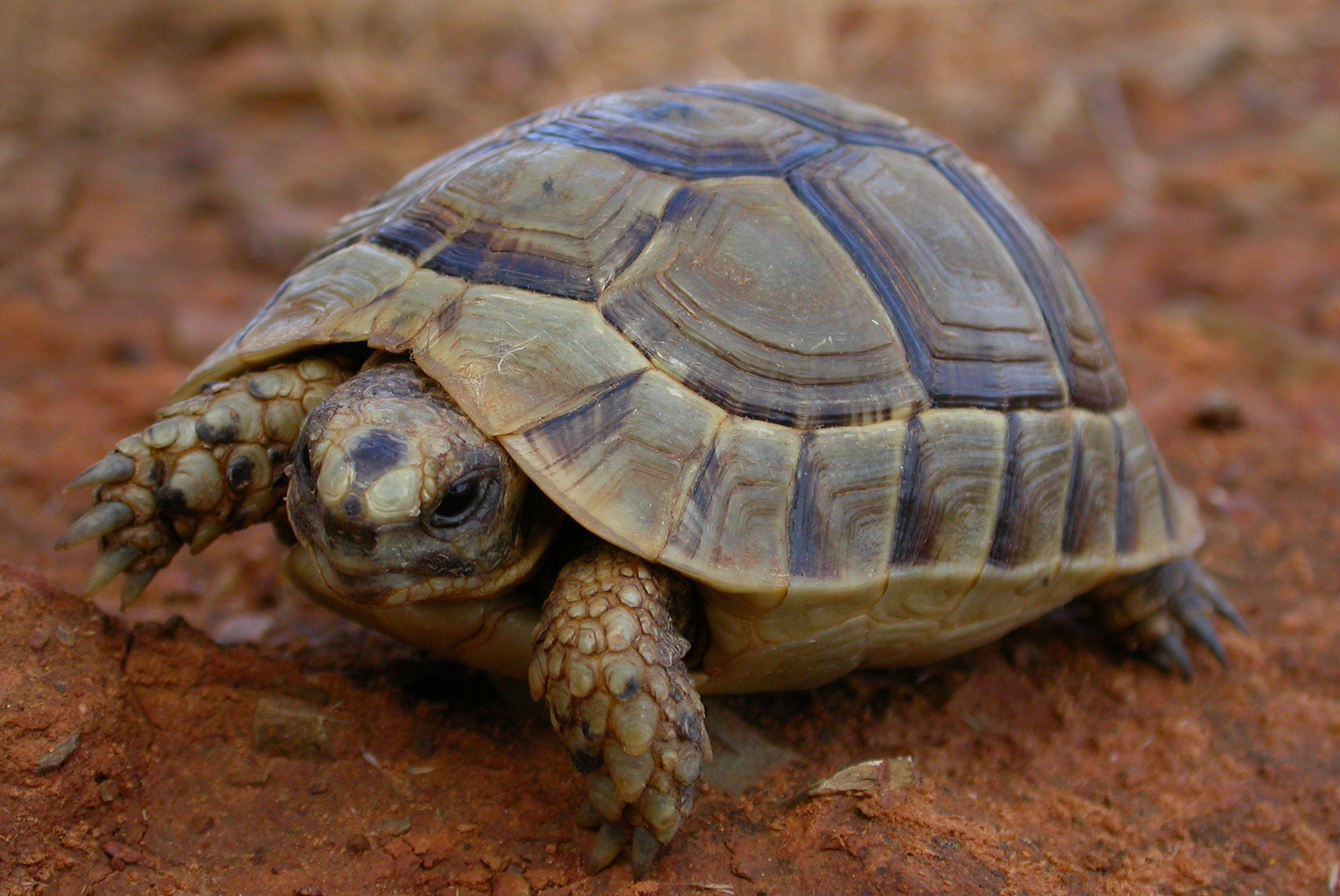 Testudo graeca