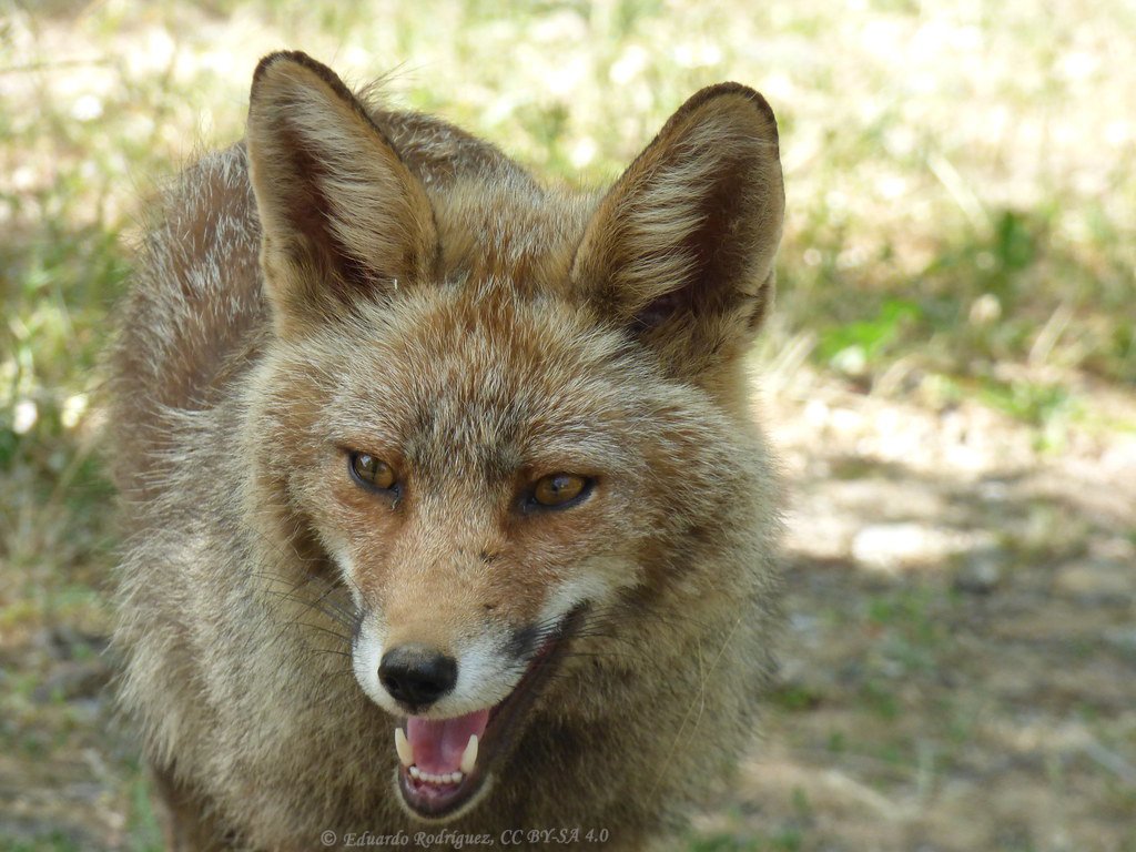 Vulpes vulpes