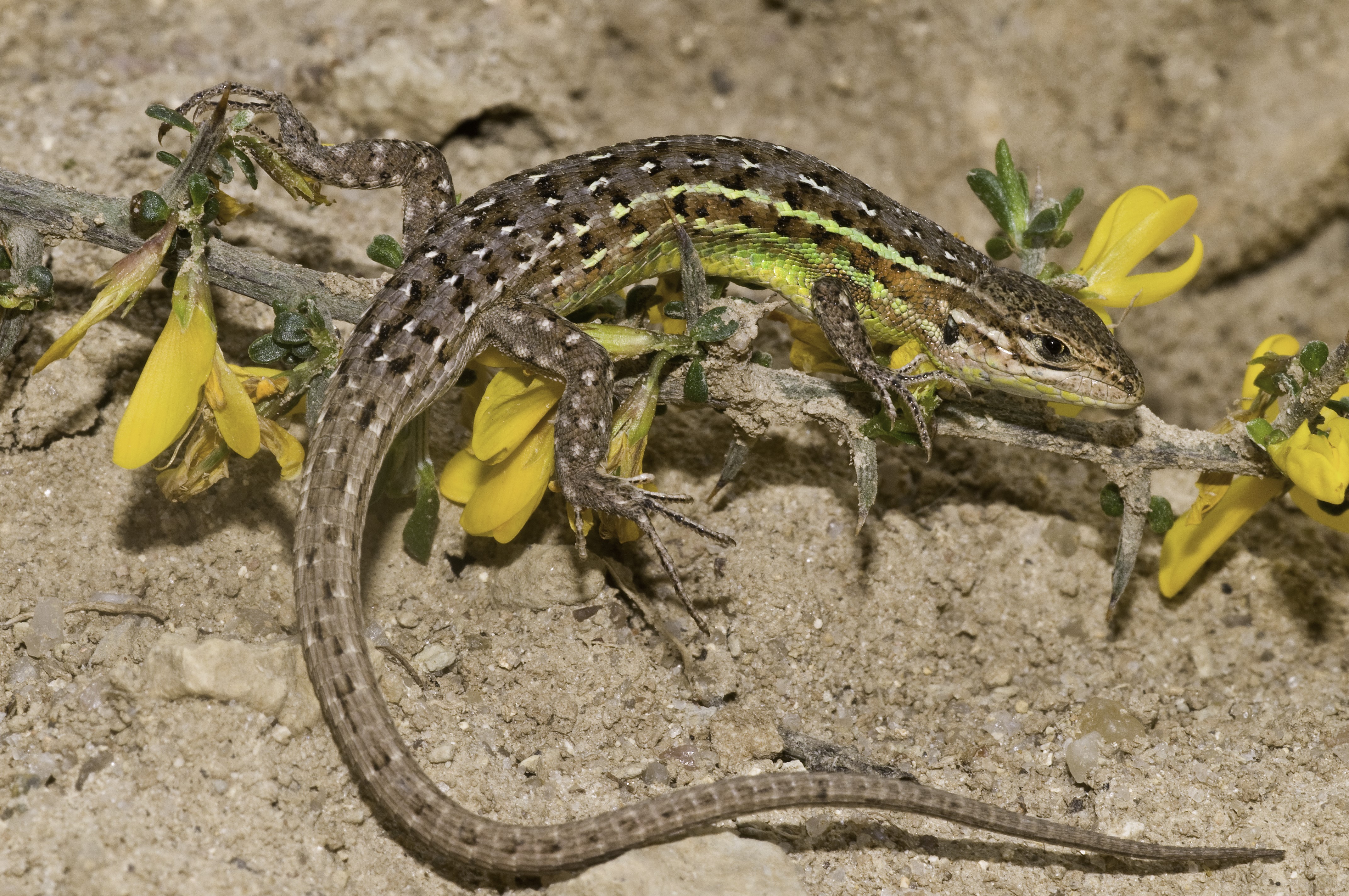 Psammodromus hispanicus