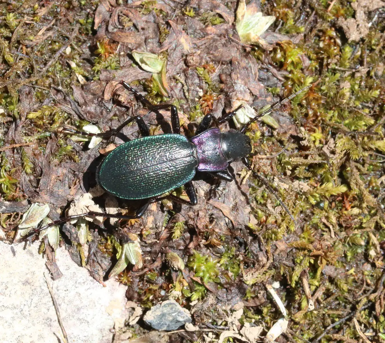 Carabus pyrenaeus