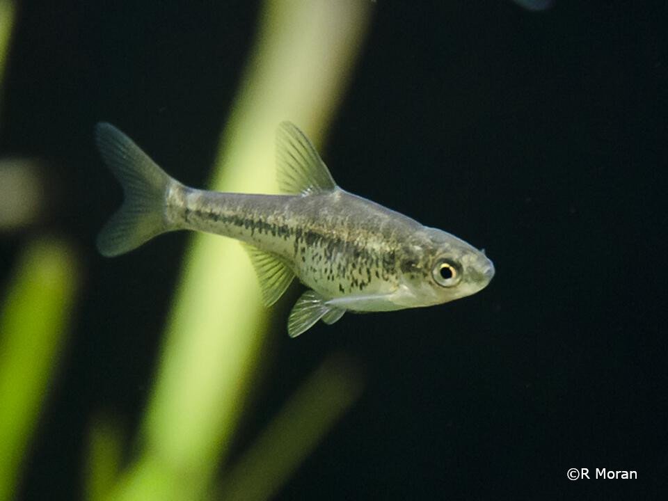 Anaecypris hispanica