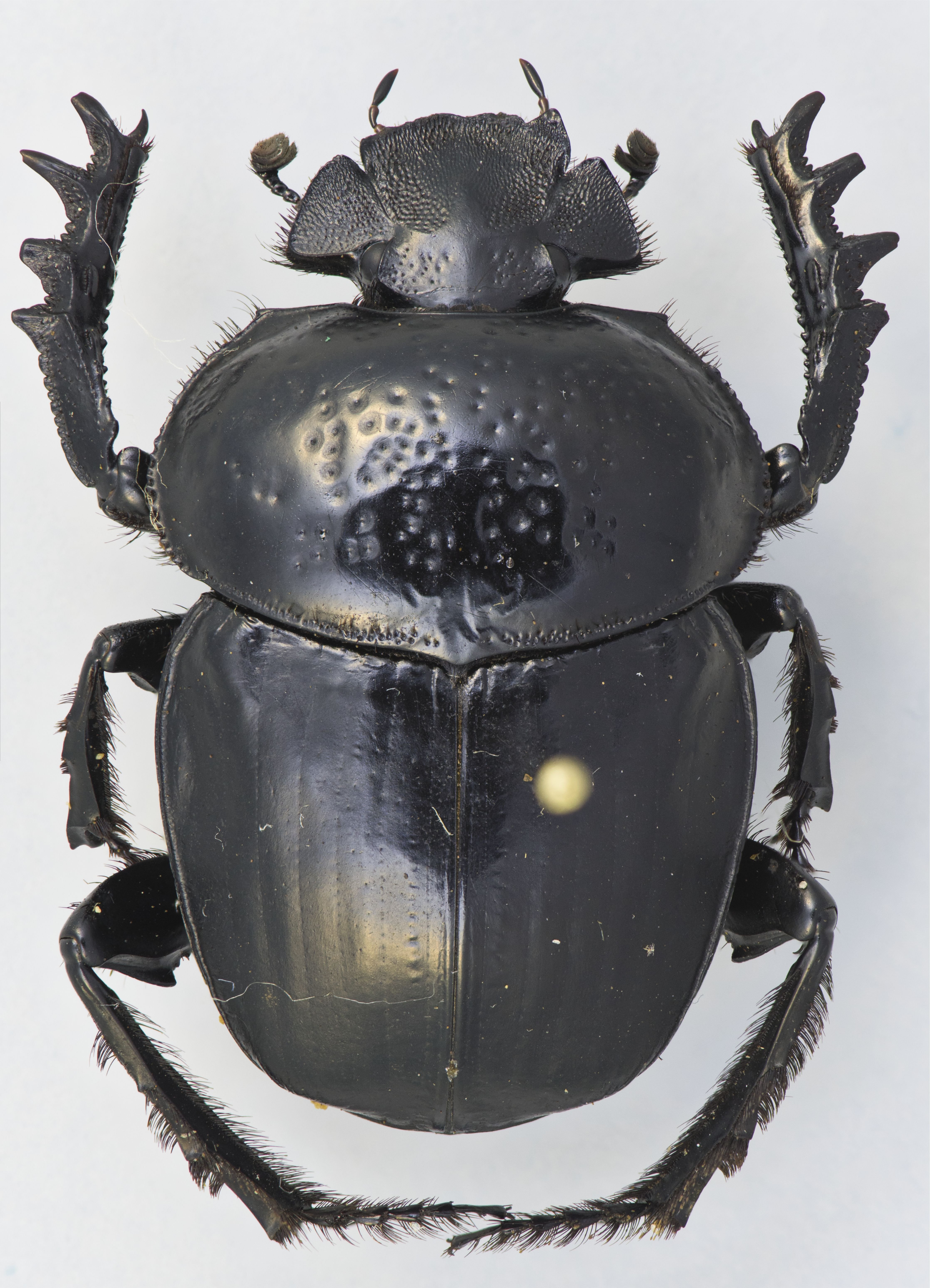 Ateuchetus semipunctatus