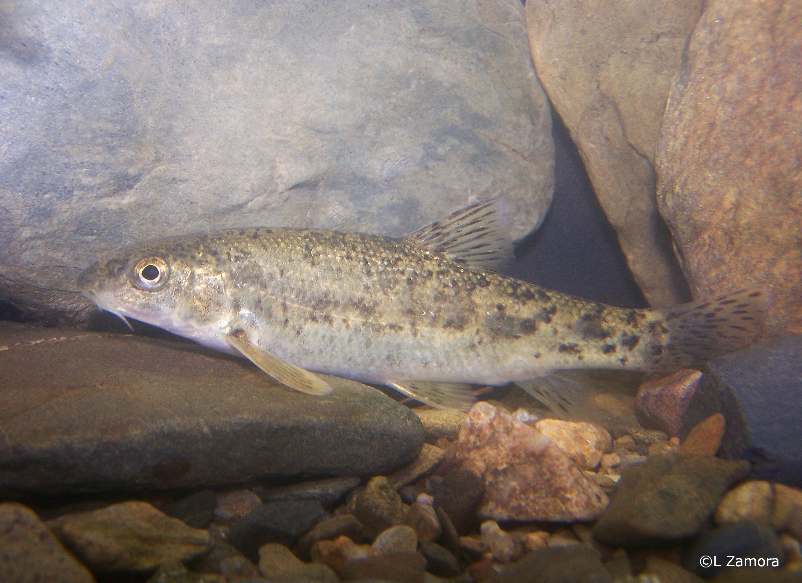 Barbus meridionalis