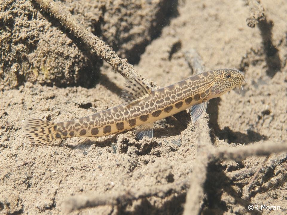 Cobitis paludica