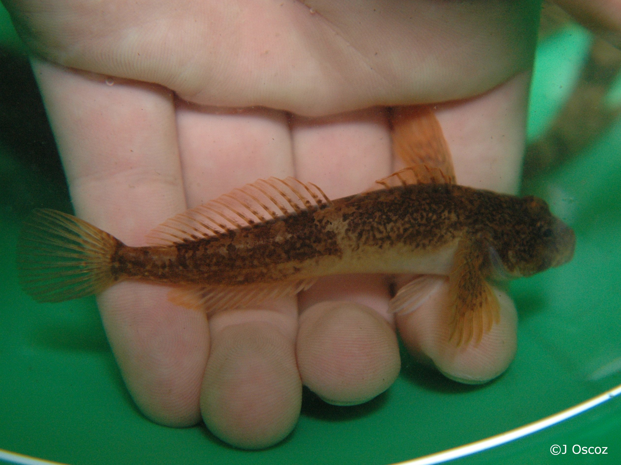 Cottus aturi
