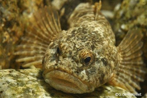 Cottus hispaniolensis