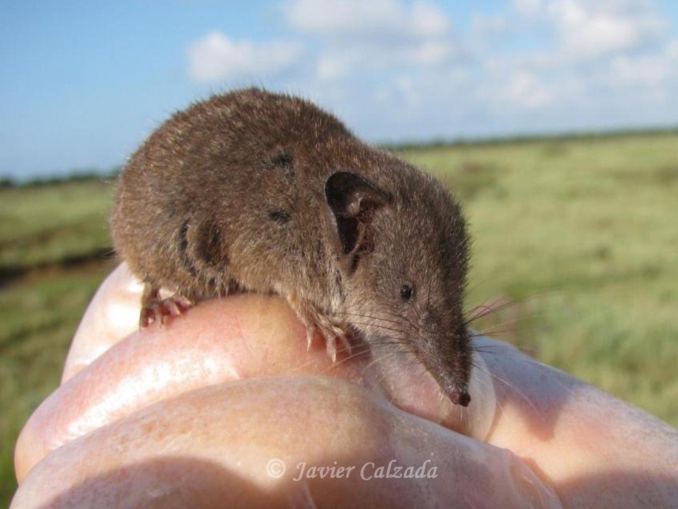 Crocidura iculisma