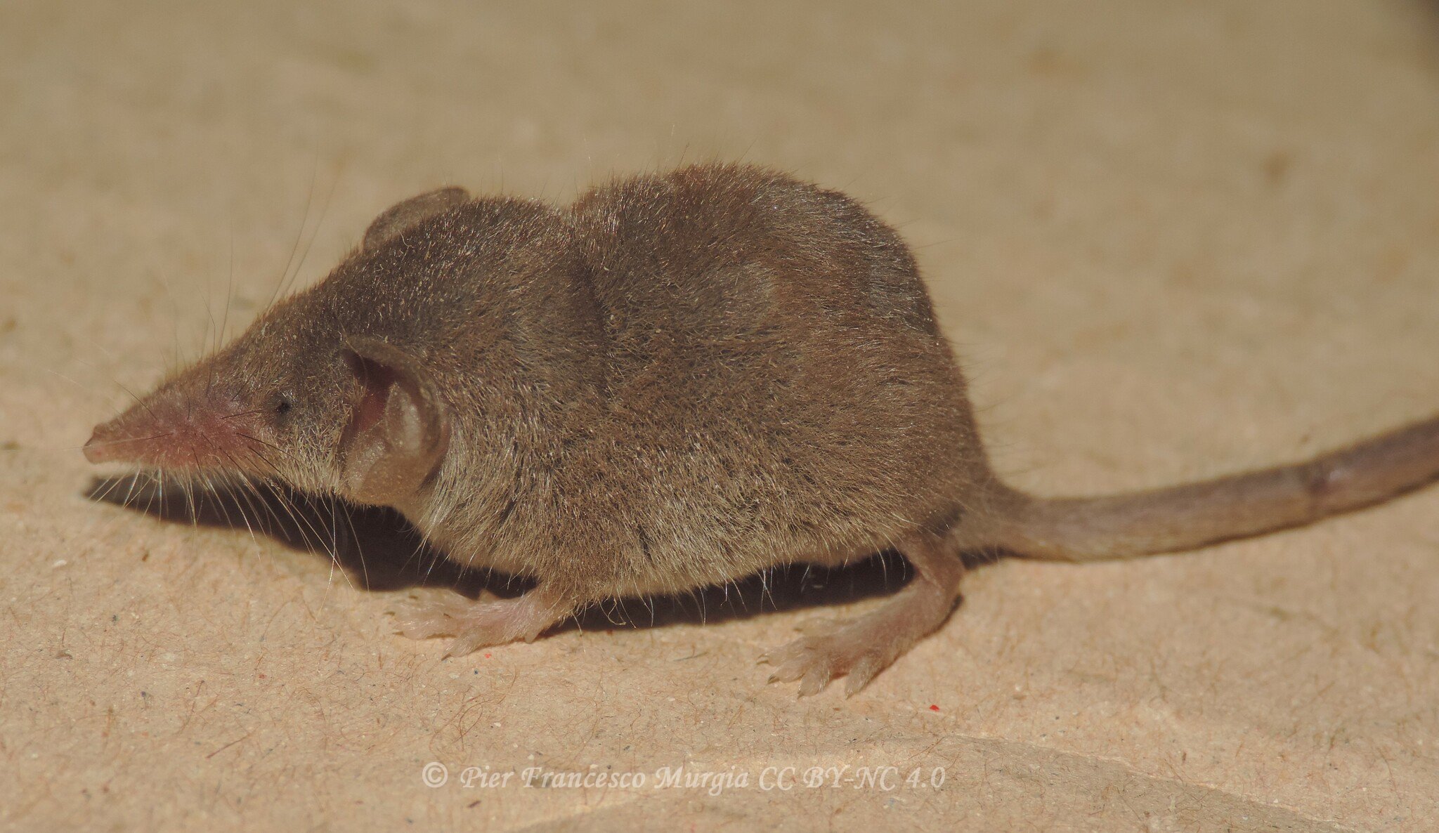 Crocidura pachyura