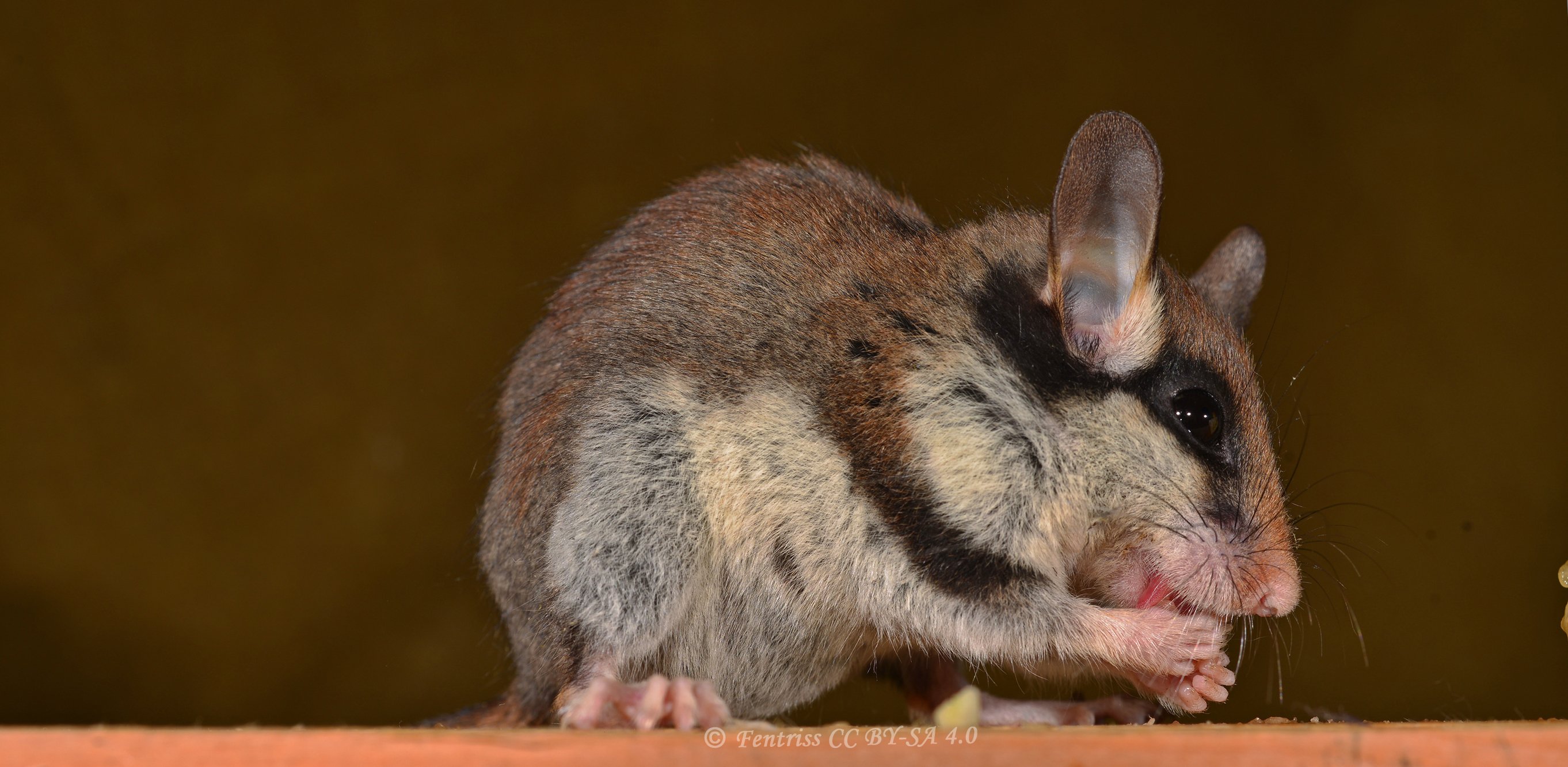 Eliomys quercinus