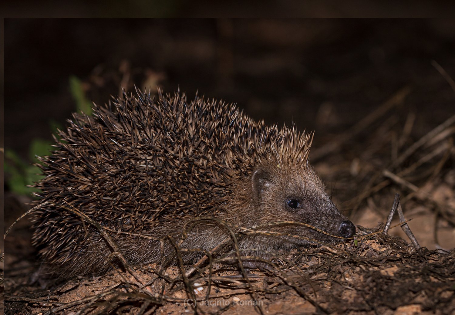 Erinaceus europaeus