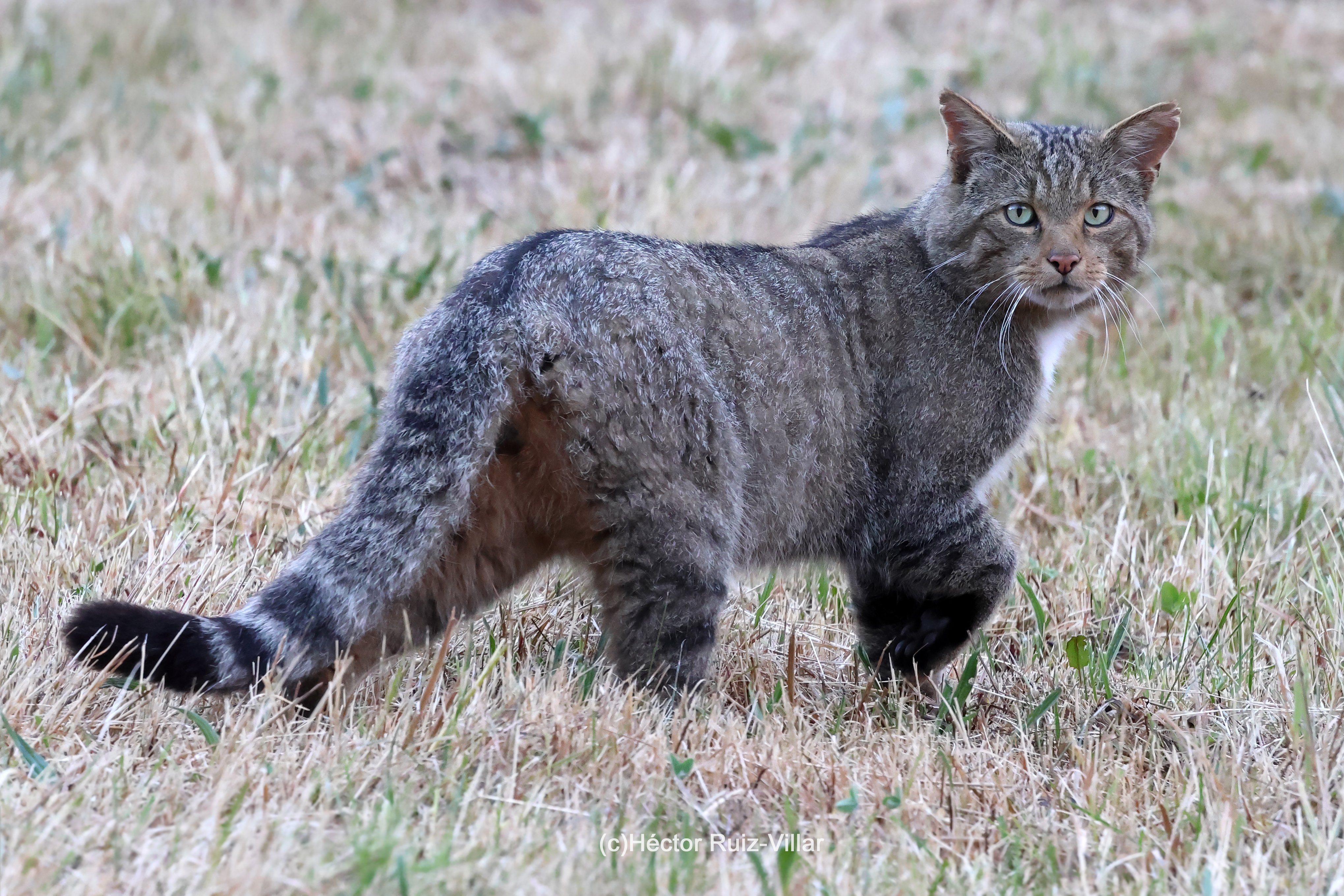 Felis silvestris