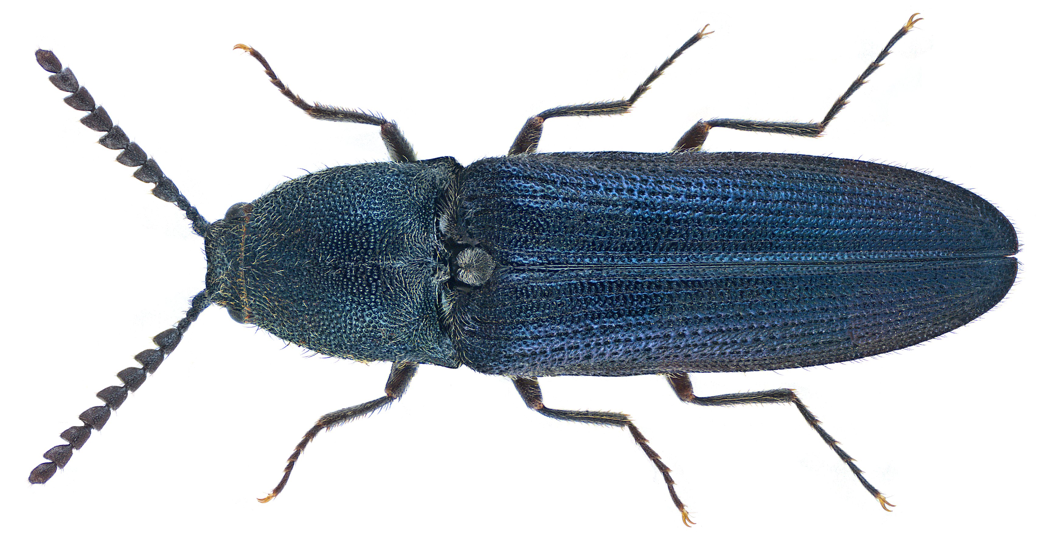Gambrinus violaceus