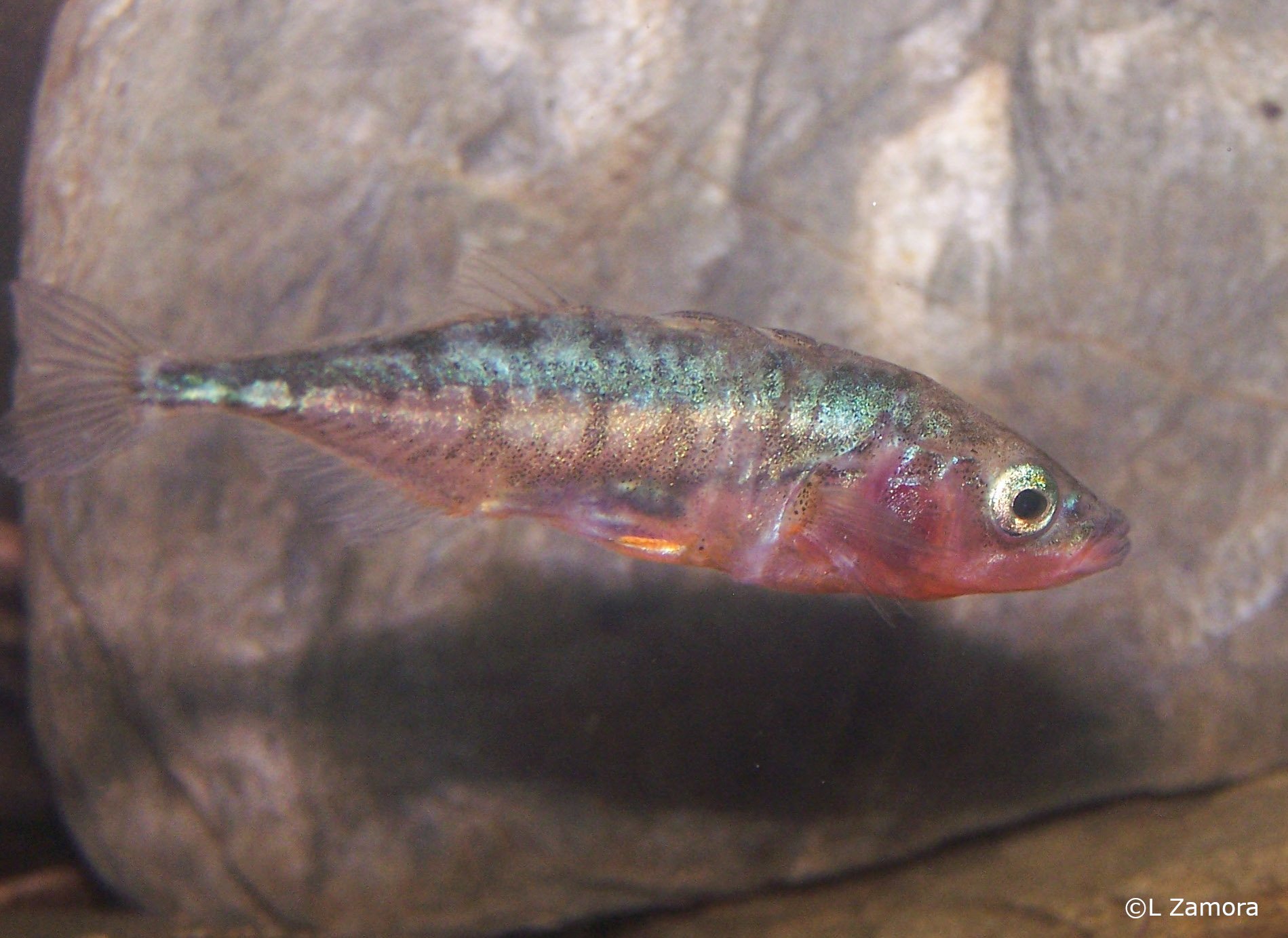 Gasterosteus aculeatus