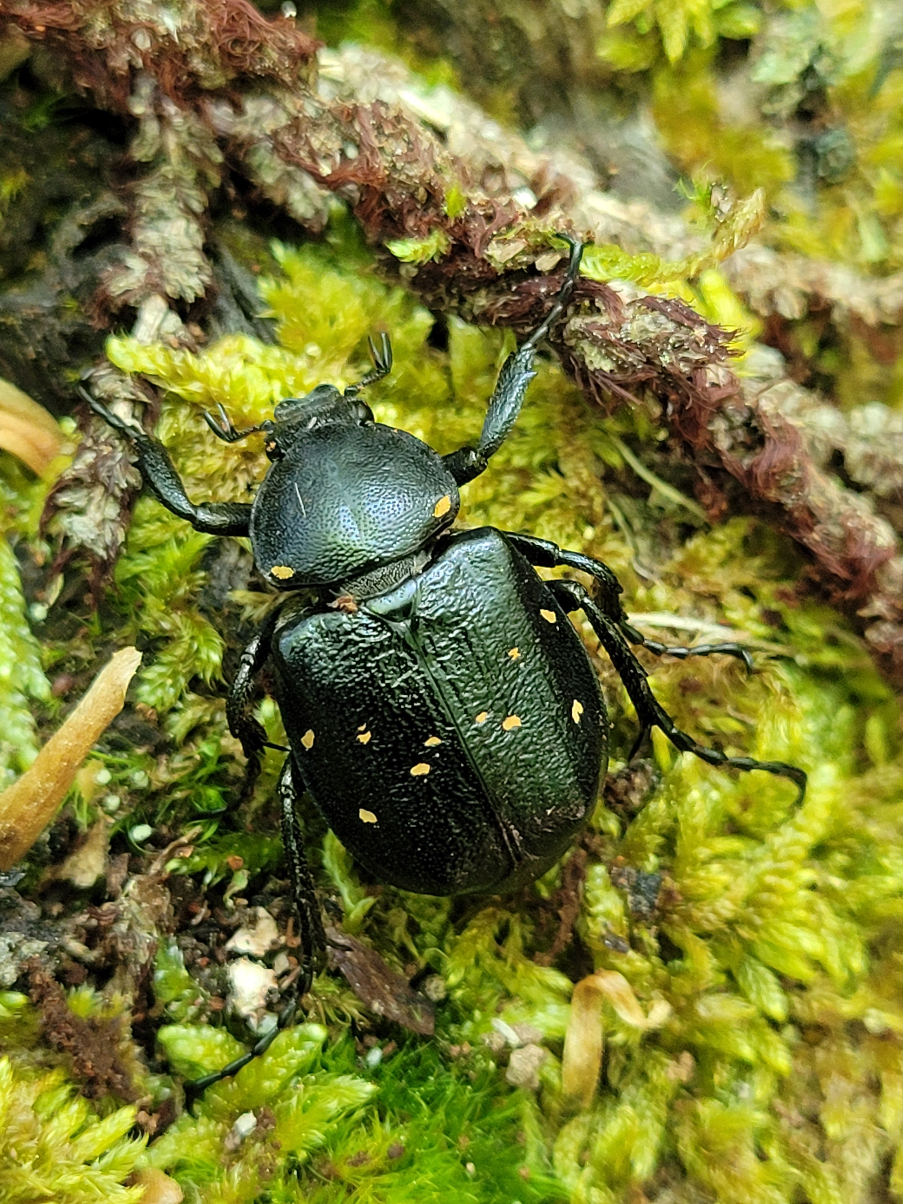 Gnorimus variabilis