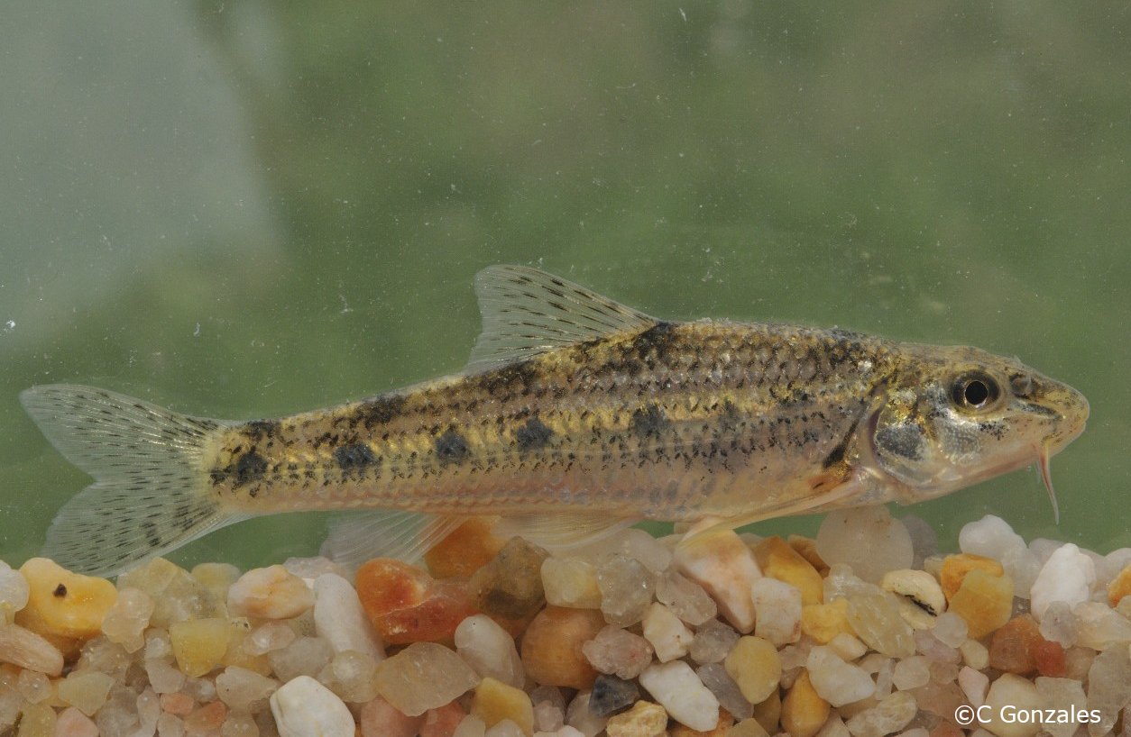 Gobio lozanoi
