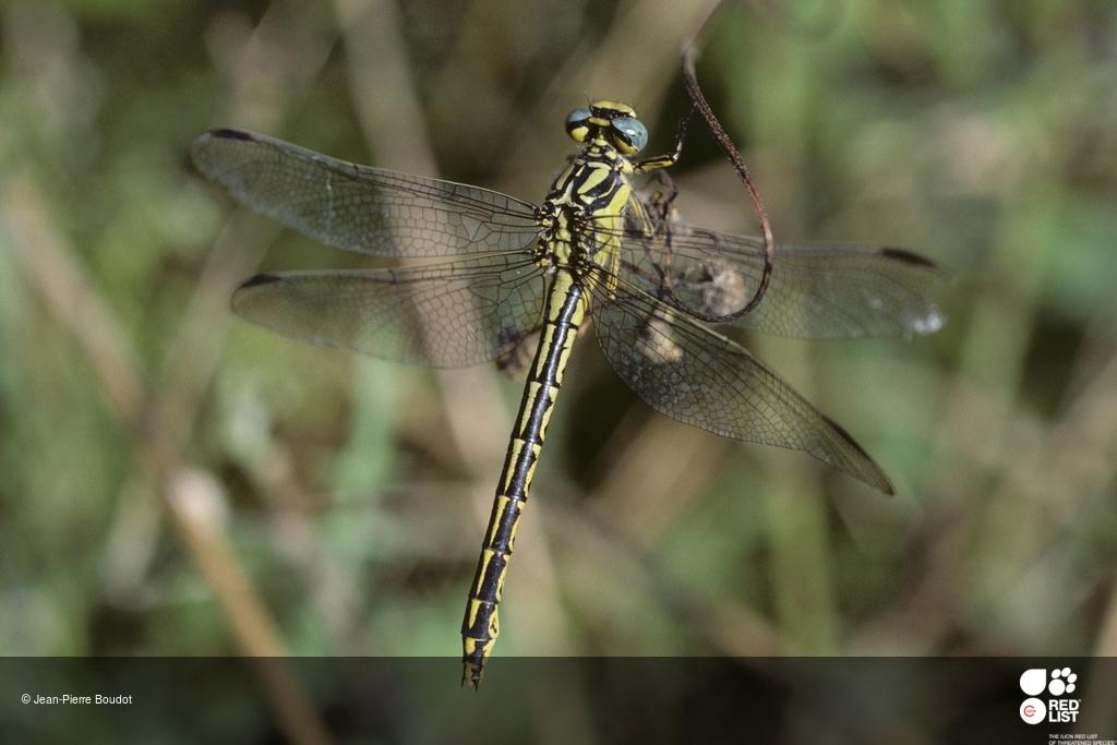 Gomphus graslinii