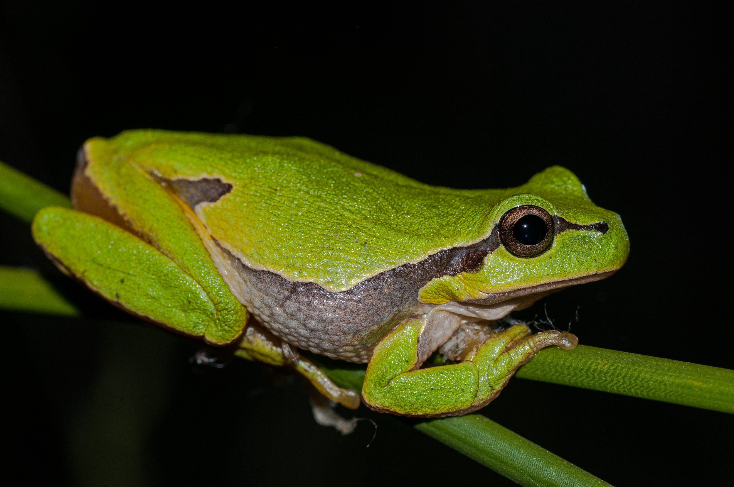 Hyla molleri