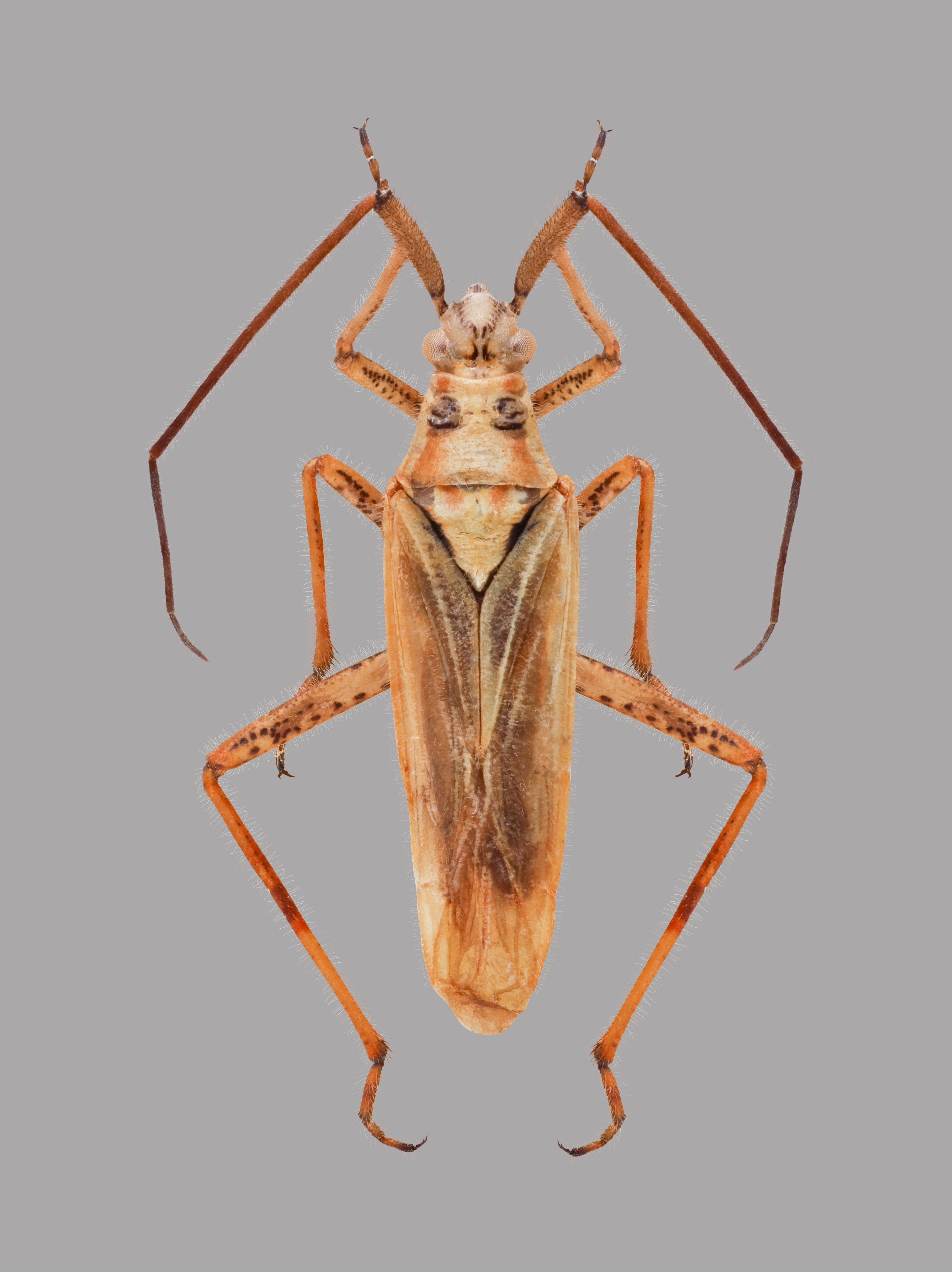 Leptopterna pilosa