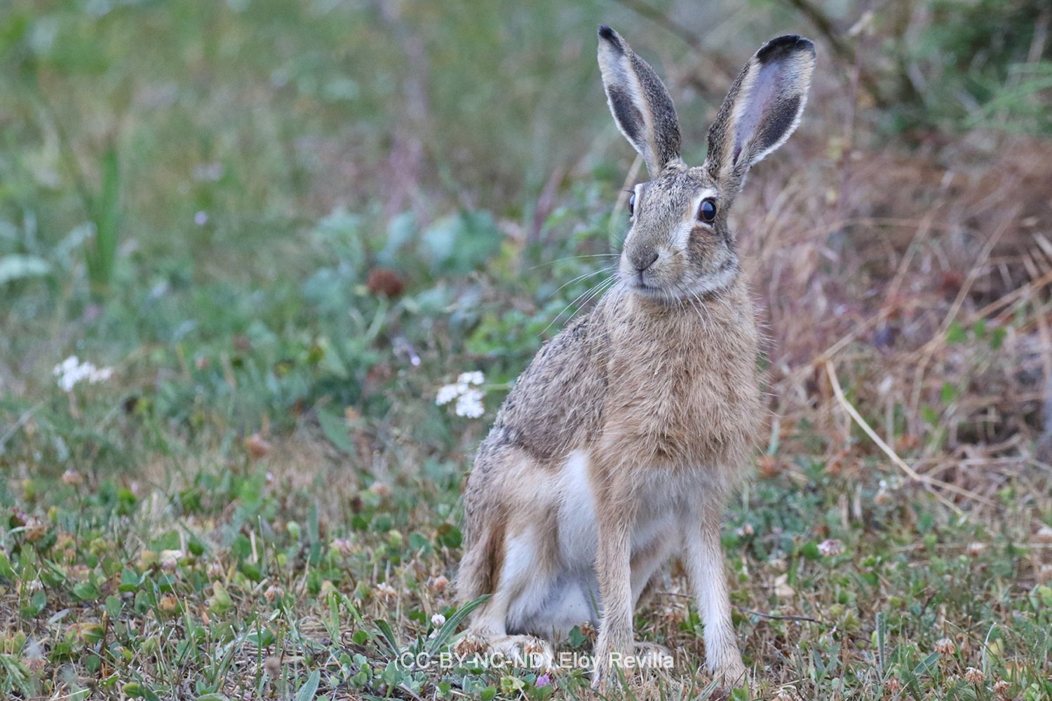Lepus castroviejoi