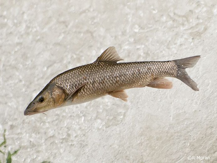 Luciobarbus comizo