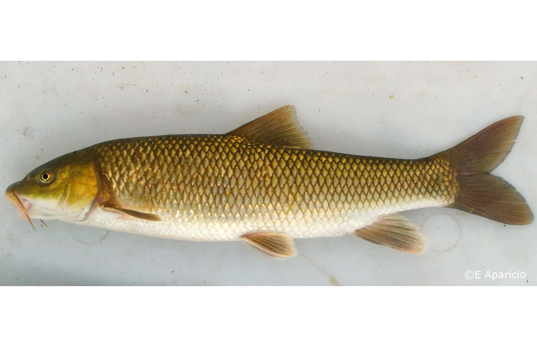 Luciobarbus guiraonis