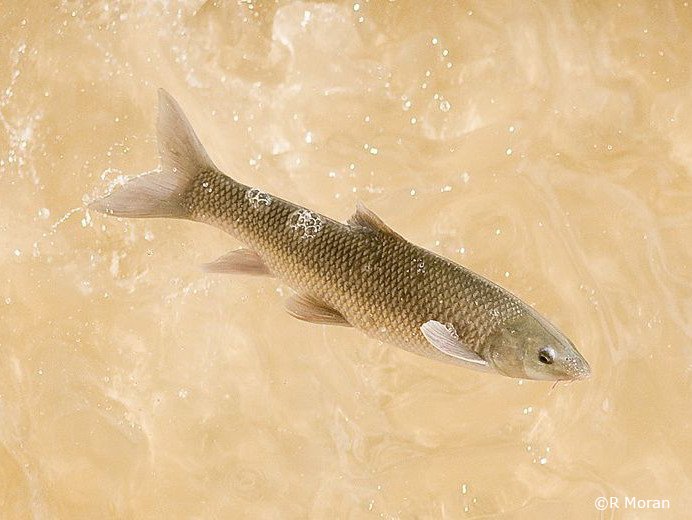 Luciobarbus microcephalus