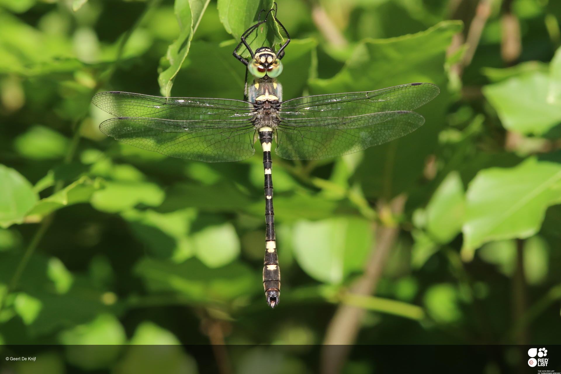 Macromia splendens