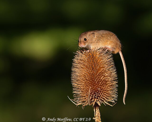 Micromys minutus