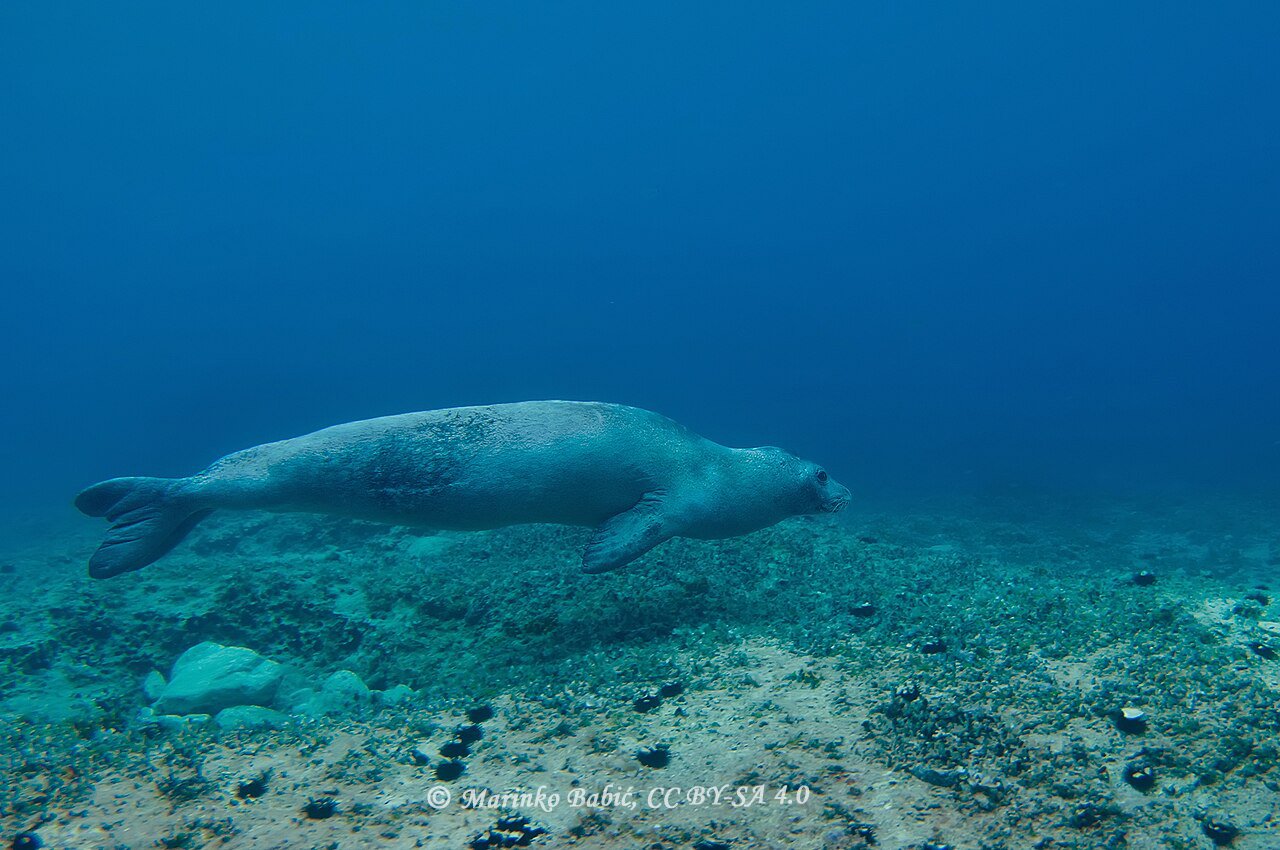 Monachus monachus