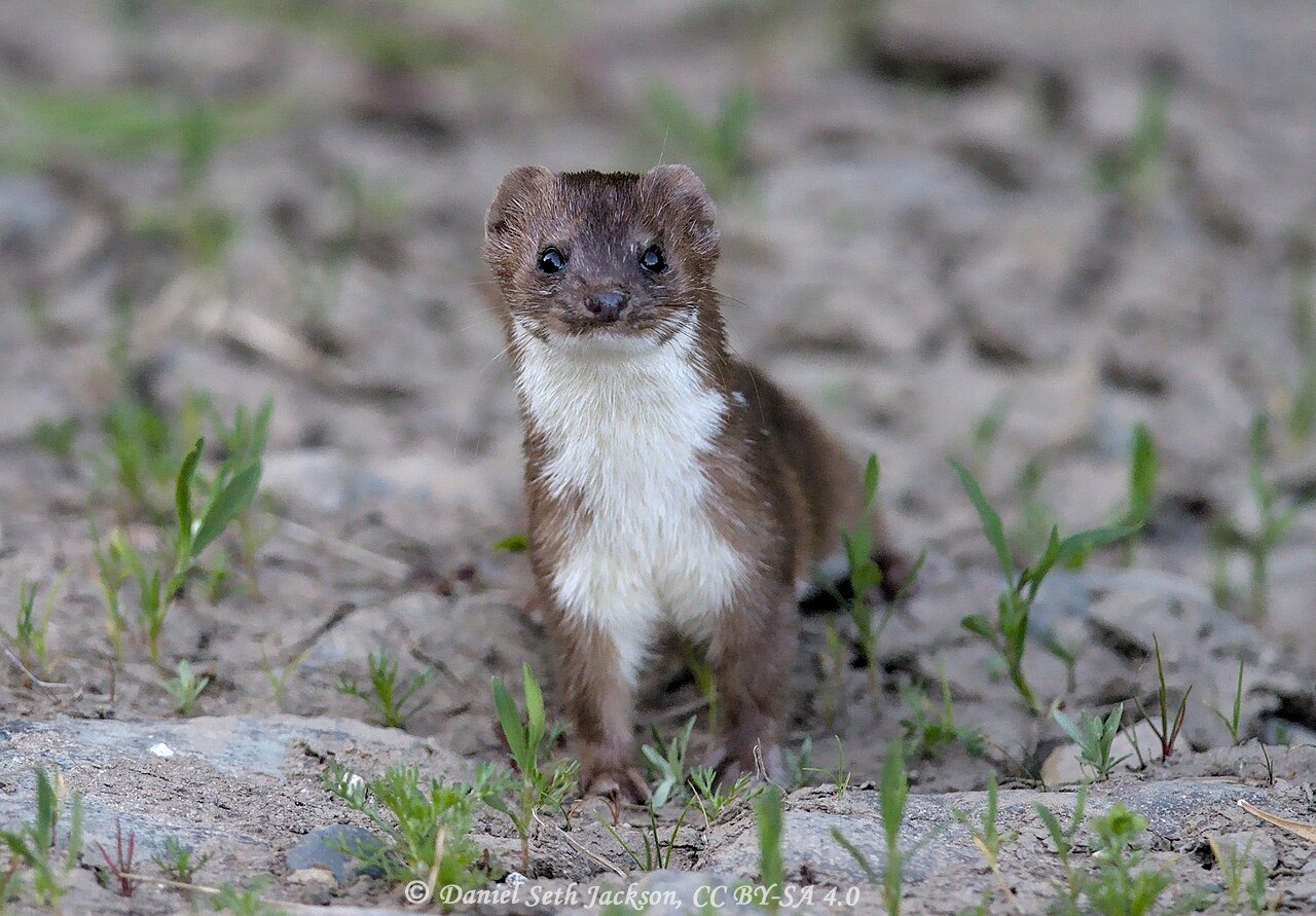 Mustela nivalis