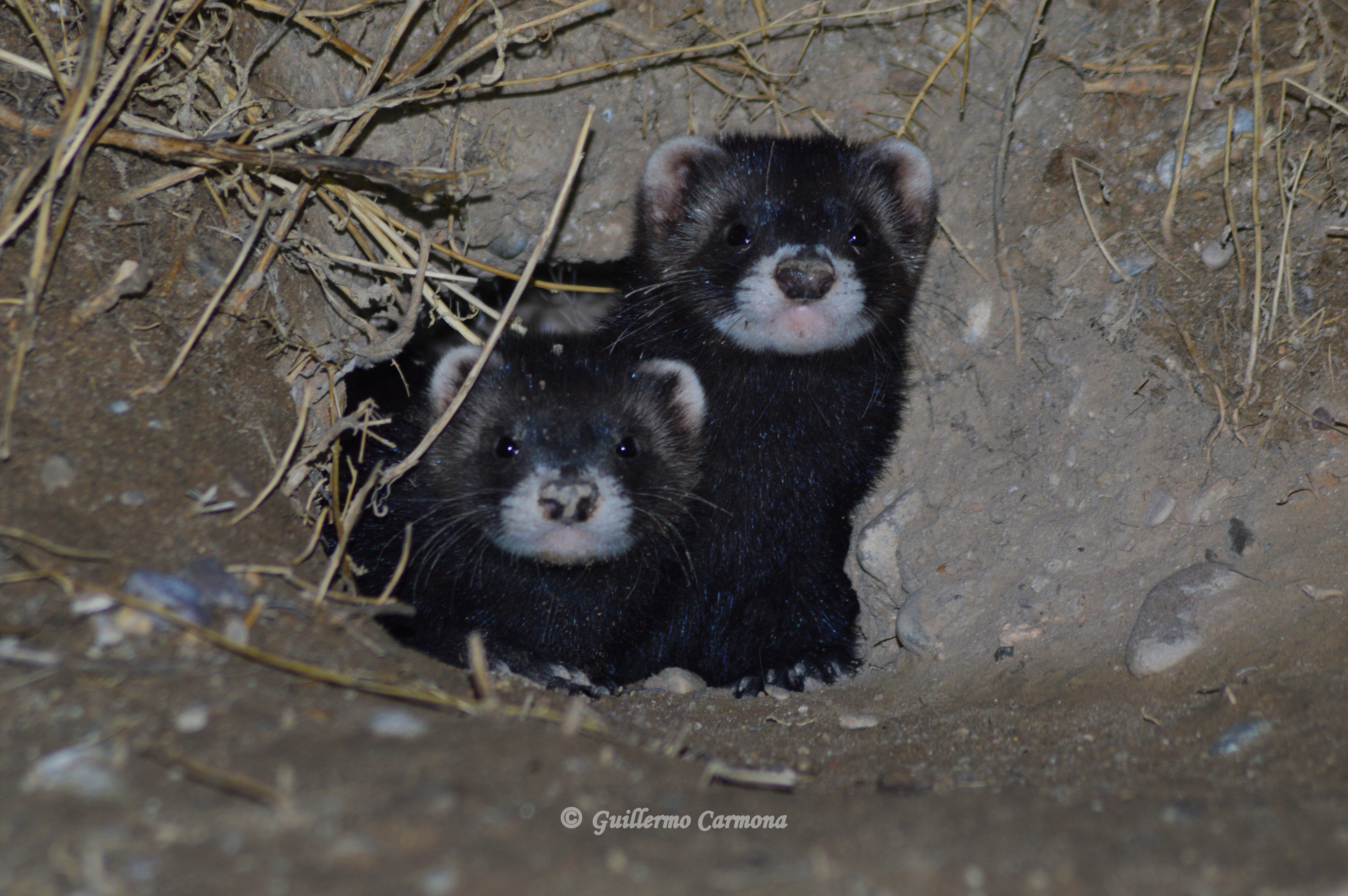 Mustela putorius