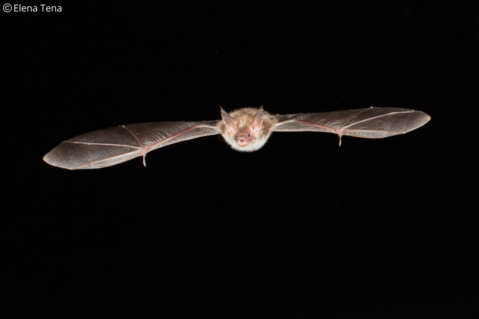 Myotis bechsteinii