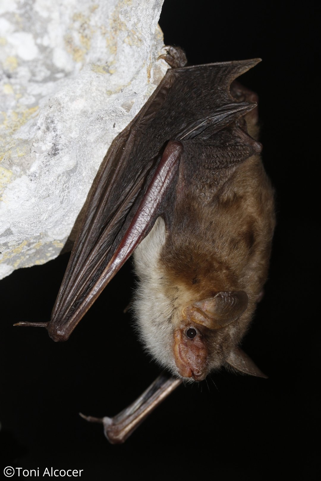 Myotis blythii