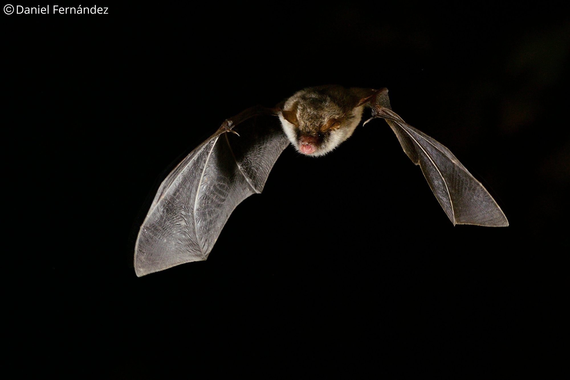 Myotis escalerai