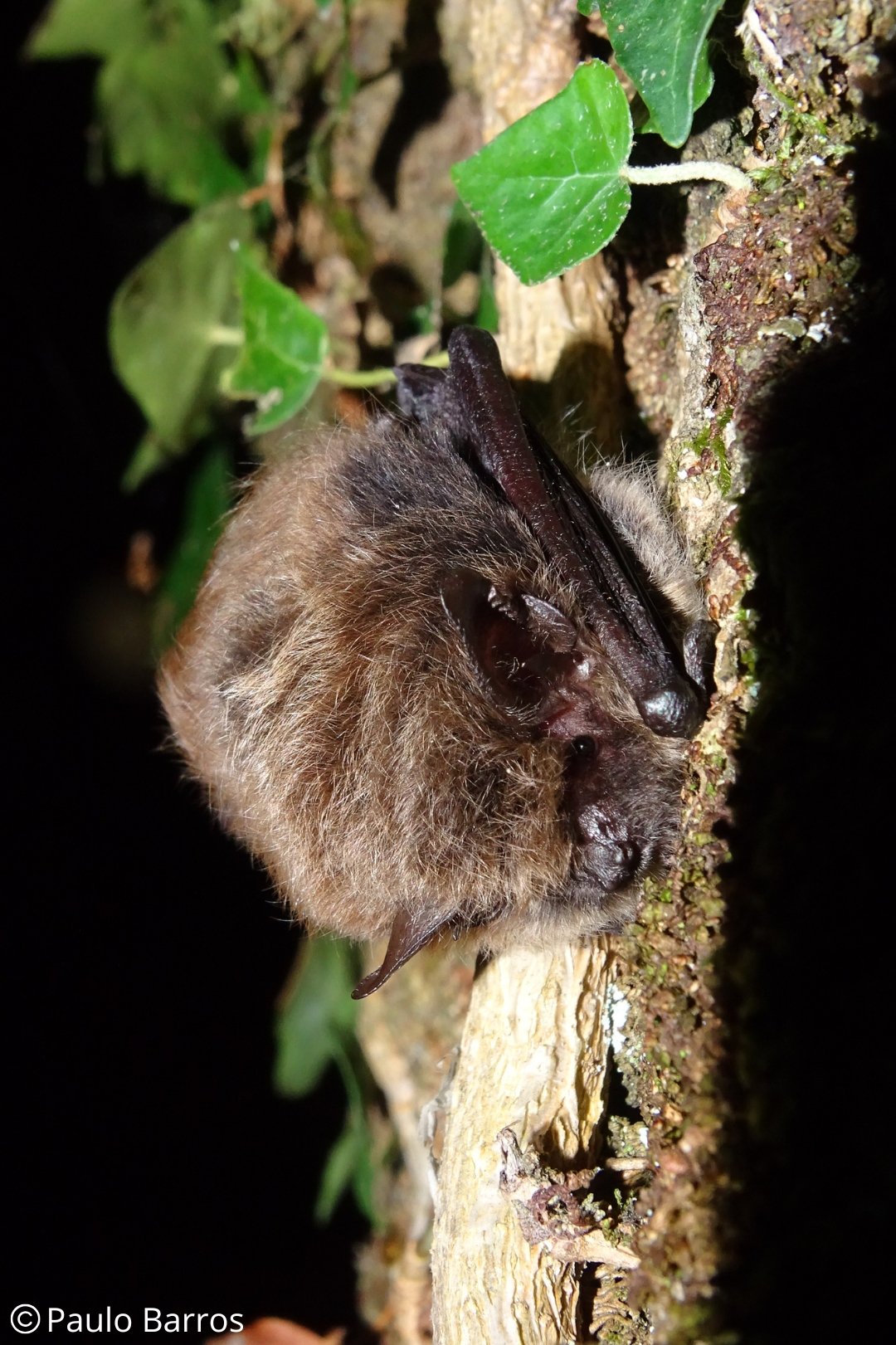 Myotis mystacinus