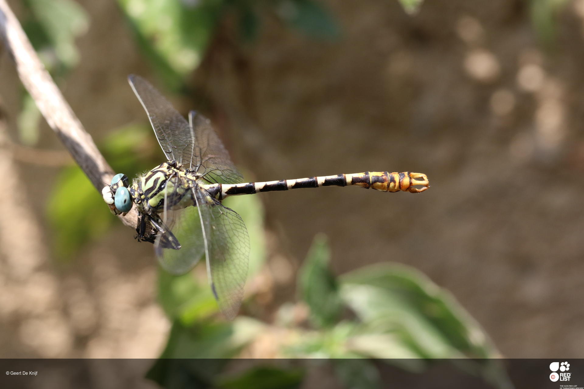Onychogomphus cazuma