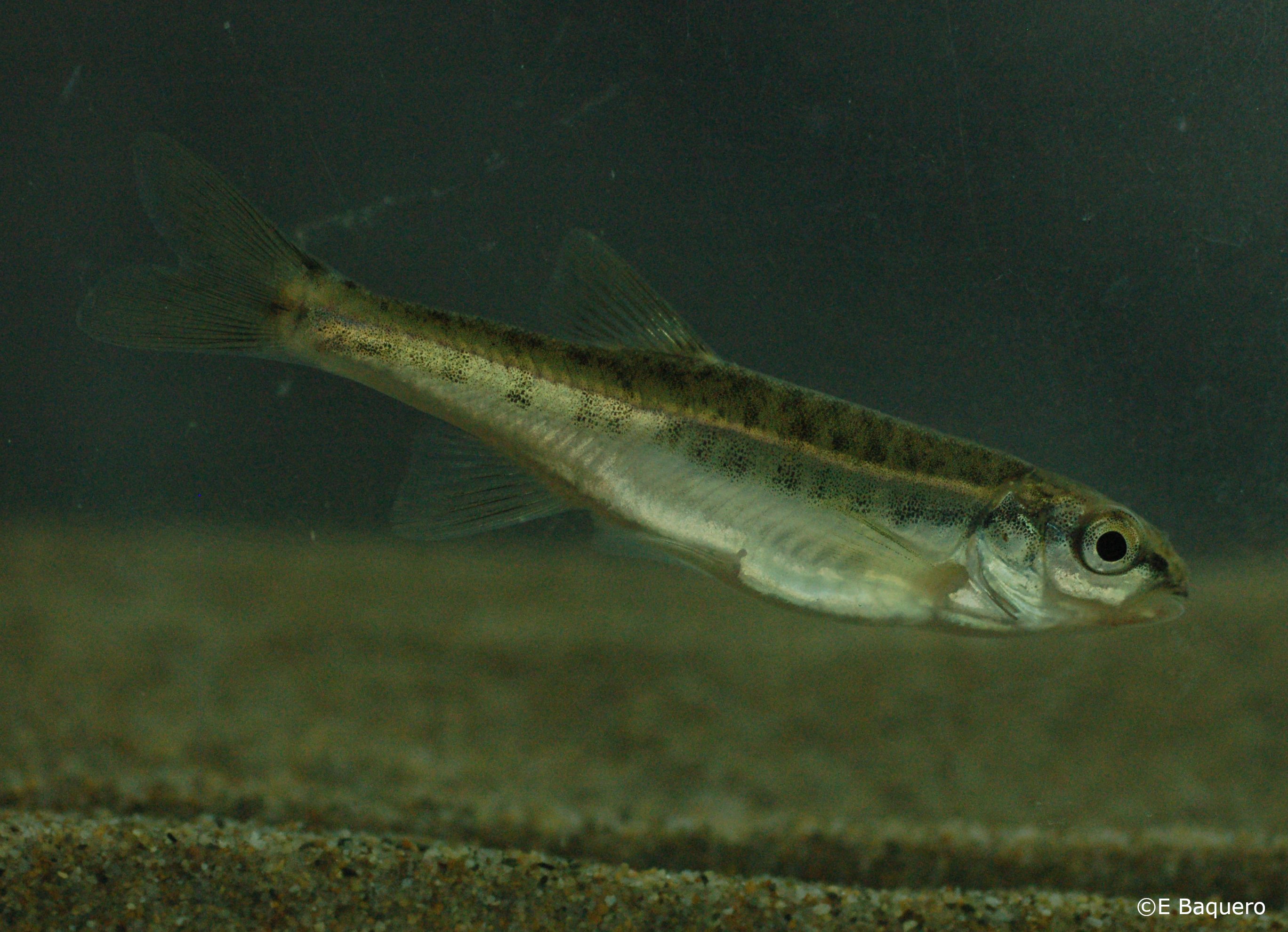 Phoxinus bigerri