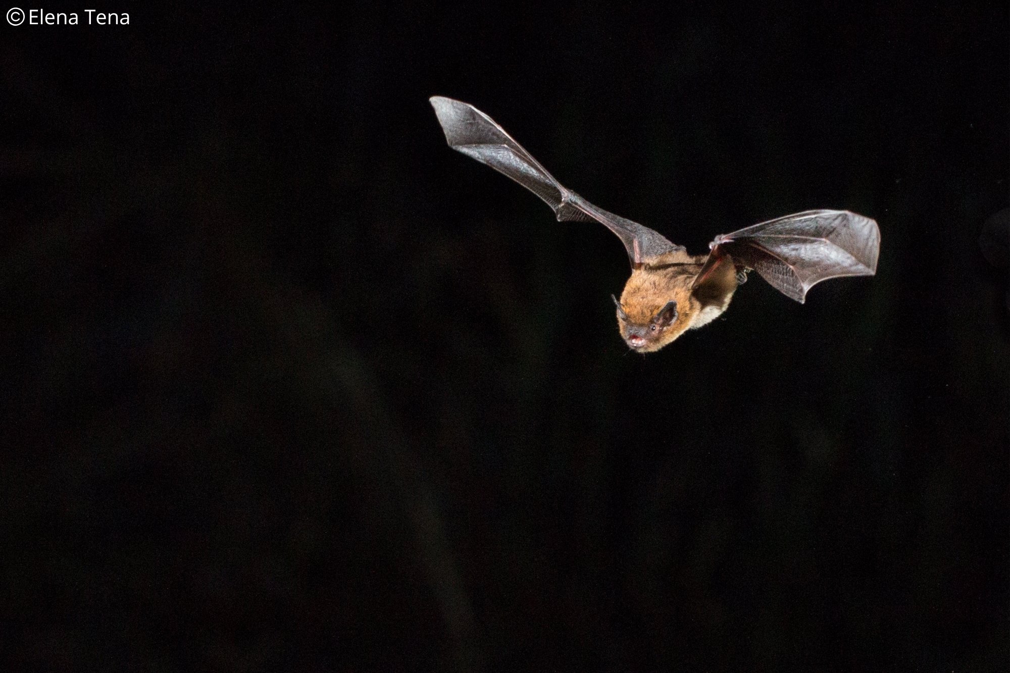 Pipistrellus kuhlii