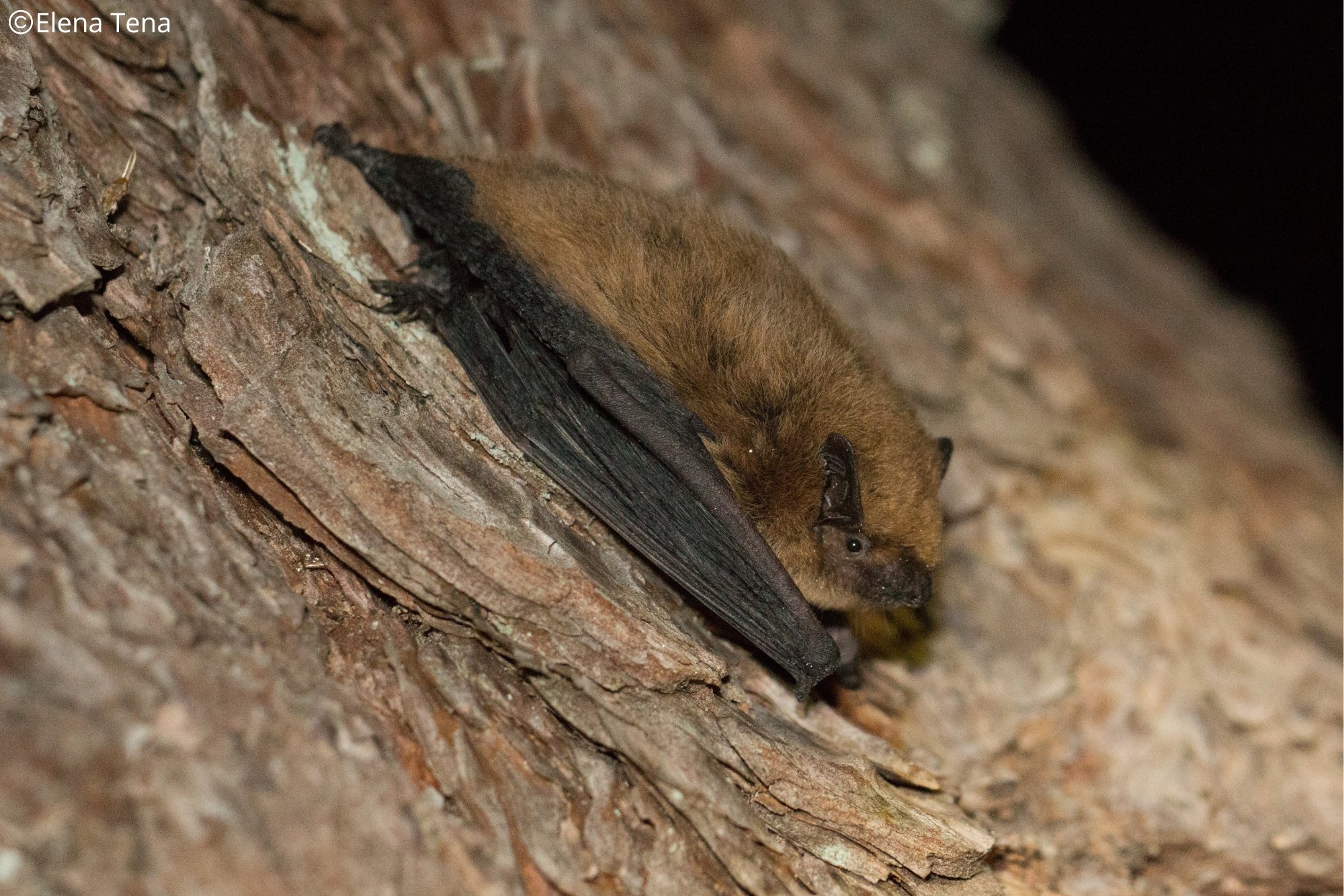 Pipistrellus pipistrellus